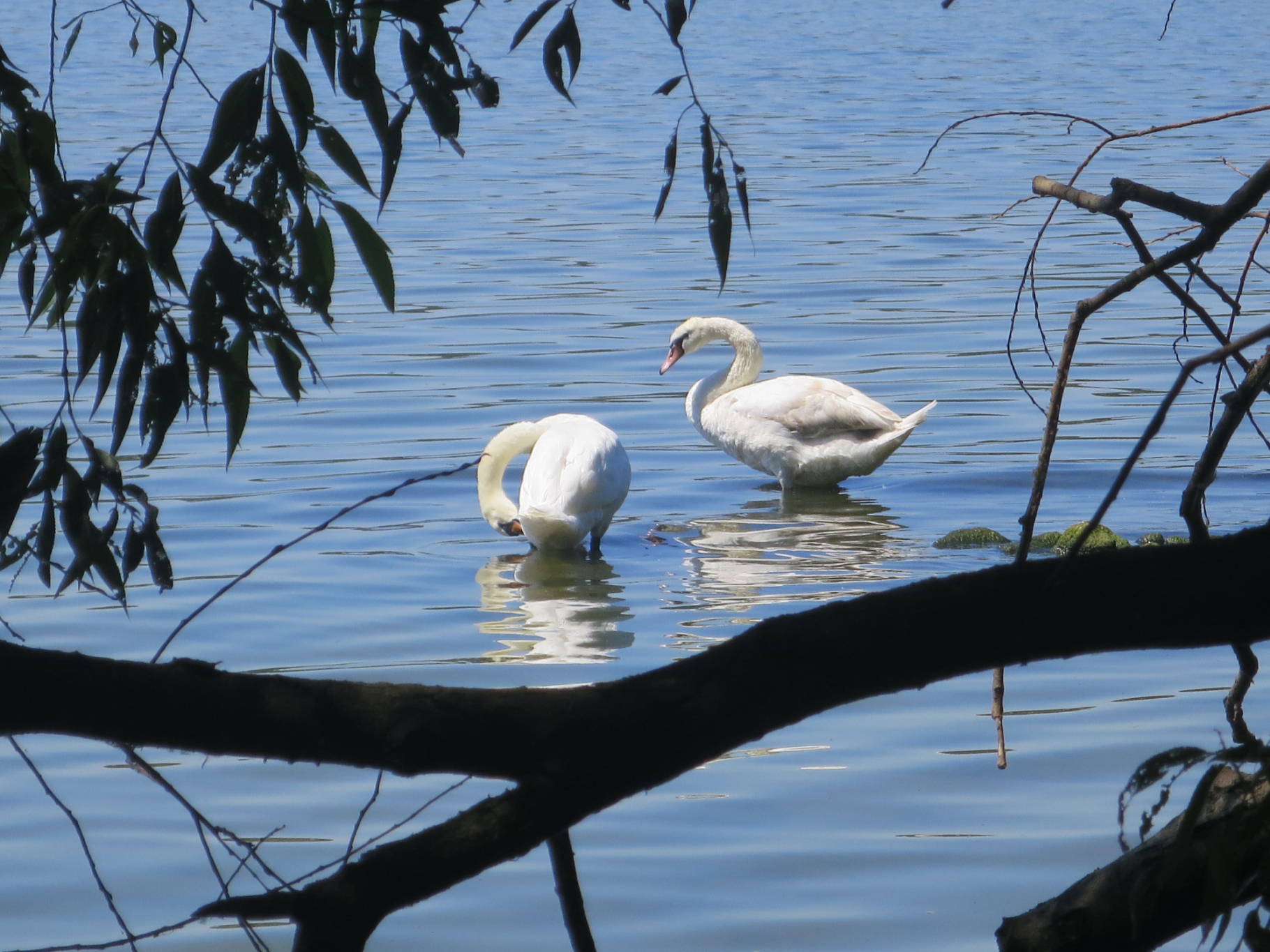 Grunewald 12
